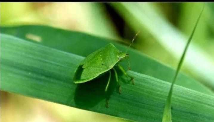 cimice
