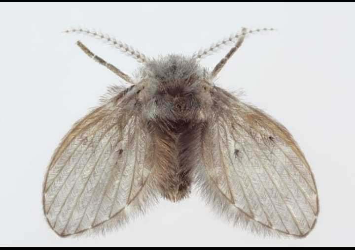 farfalla