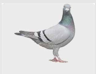 piccione